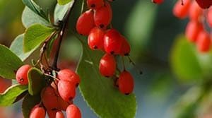 What is Berberine, how does it work, and what are the benefits?